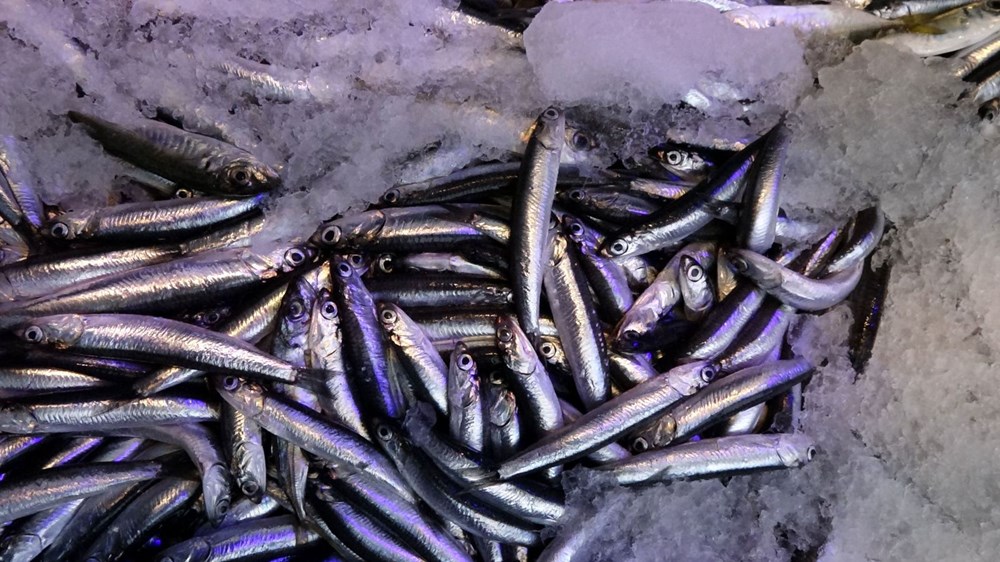 Karadeniz'de hamsi bolluğu: Fiyatlar düştü - 4