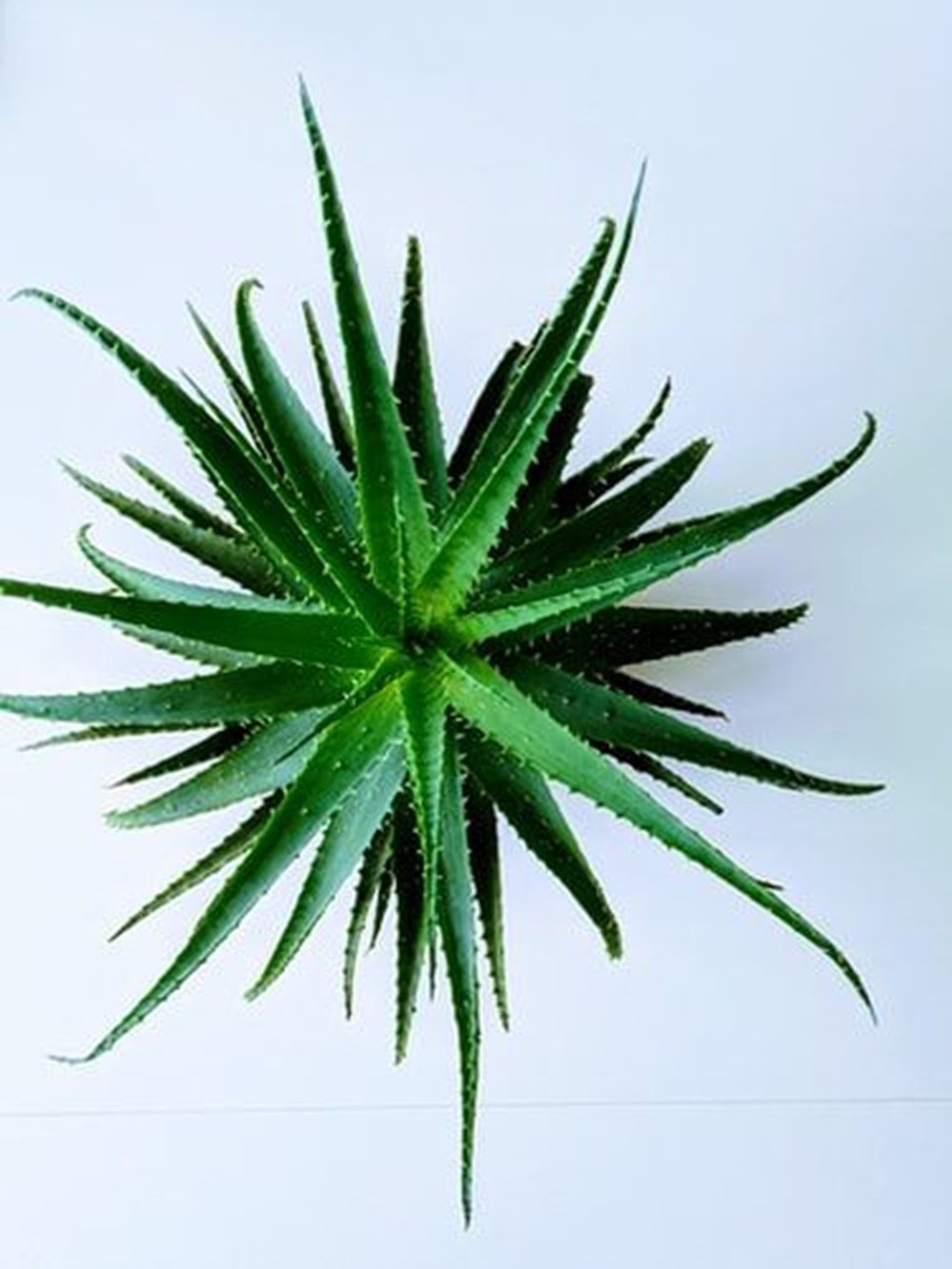 Aloe Vera (tıbbi sarısabır) nedir? Aloe Vera bitkisine nasıl bakılır? Faydaları nelerdir? - 4