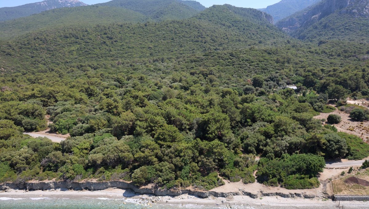 Aydın'da ormanlara giriş yasağı