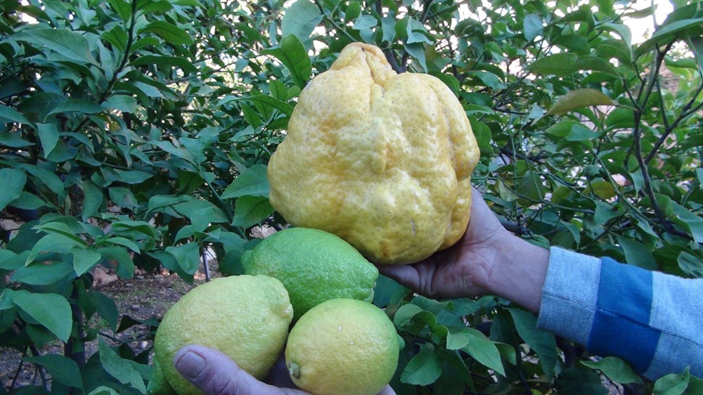 2 kilo 40 gramlık limon bin liraya satılacak - 1