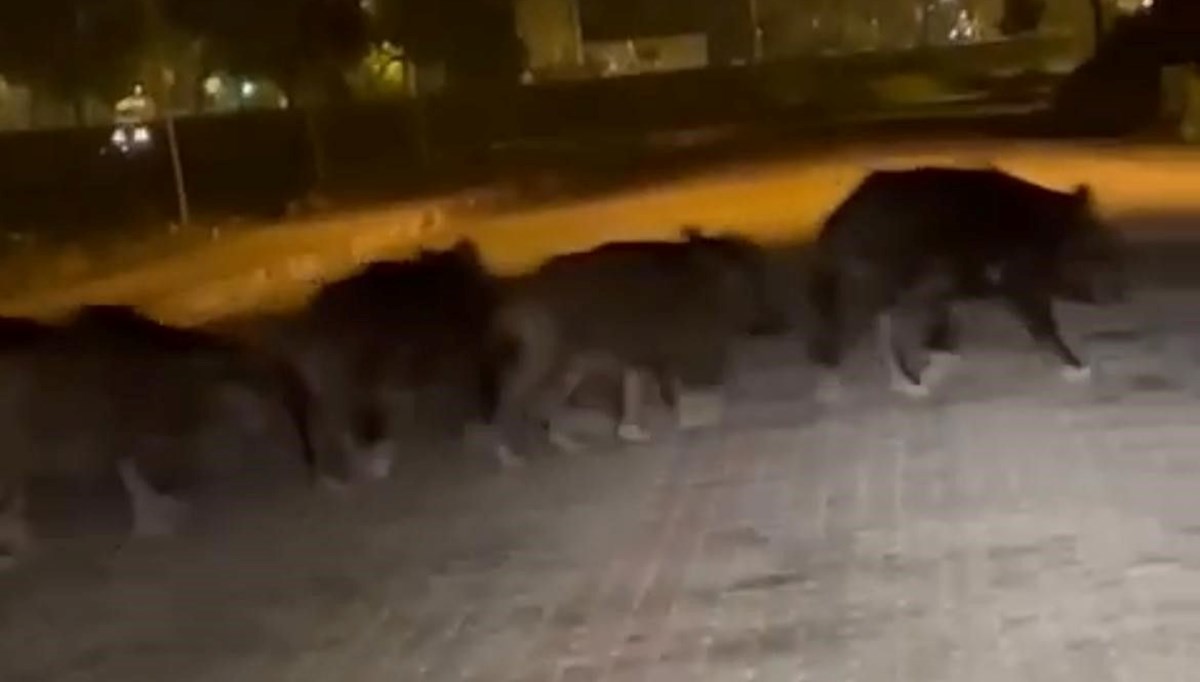 Zonguldak’ta aç kalan domuz sürüsü ilçe merkezine indi Zonguldak’ta aç kalan domuz sürüsü ilçe merkezine indi