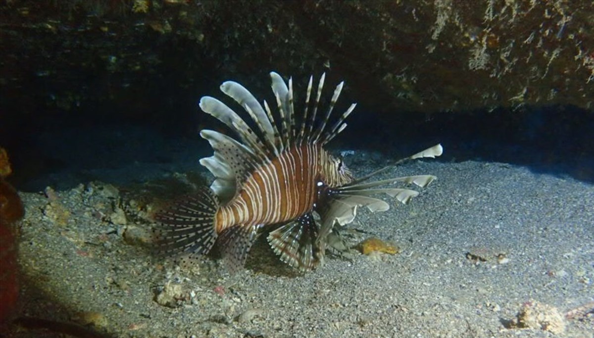 Kızıldeniz'in istilacısı aslan balığı Ege'de de yayılıyor