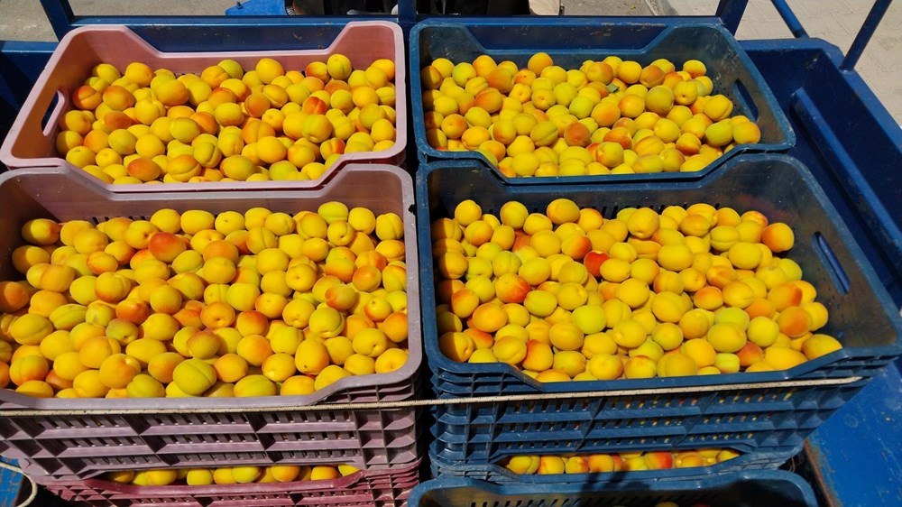 Birinci hasat yapıldı: 500 TL'den alıcı buldu 72 GfXrr br 0KPFmuhhP2nWw