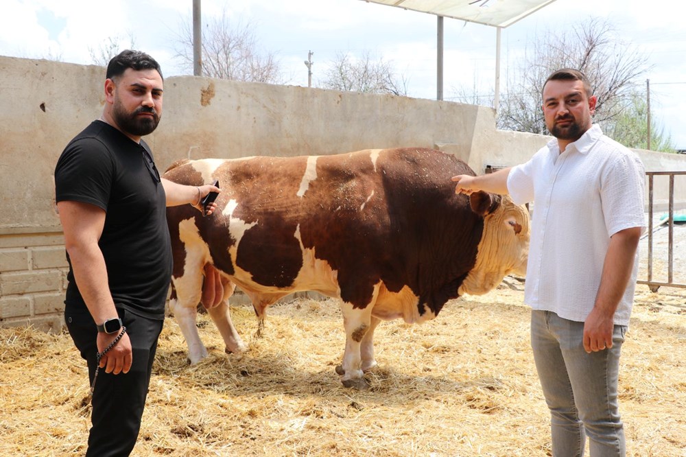 Şampiyon boğa 'Poyraz', 540 bin TL'ye alıcısını buldu: 1,5 ton ağırlığında - 1