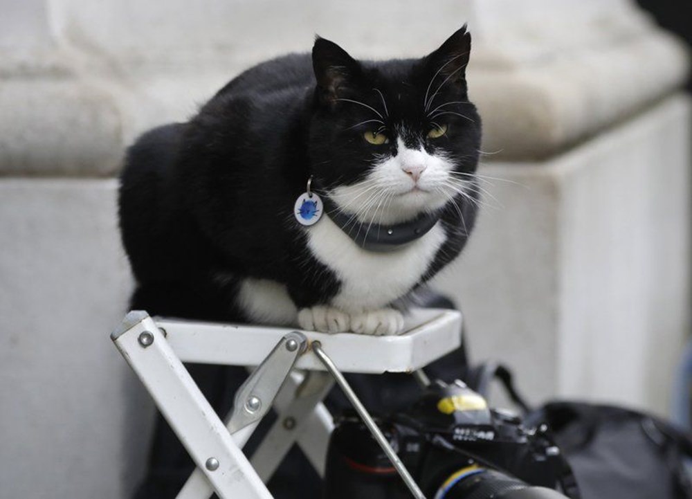 Diplomat kedi
Palmerston İngiltere Dışişleri Bakanlığı’ndan emekli oldu - 9