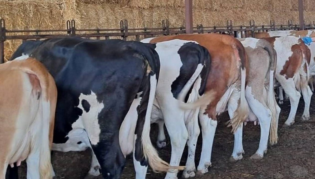 Şap hastalığı tespit edildi