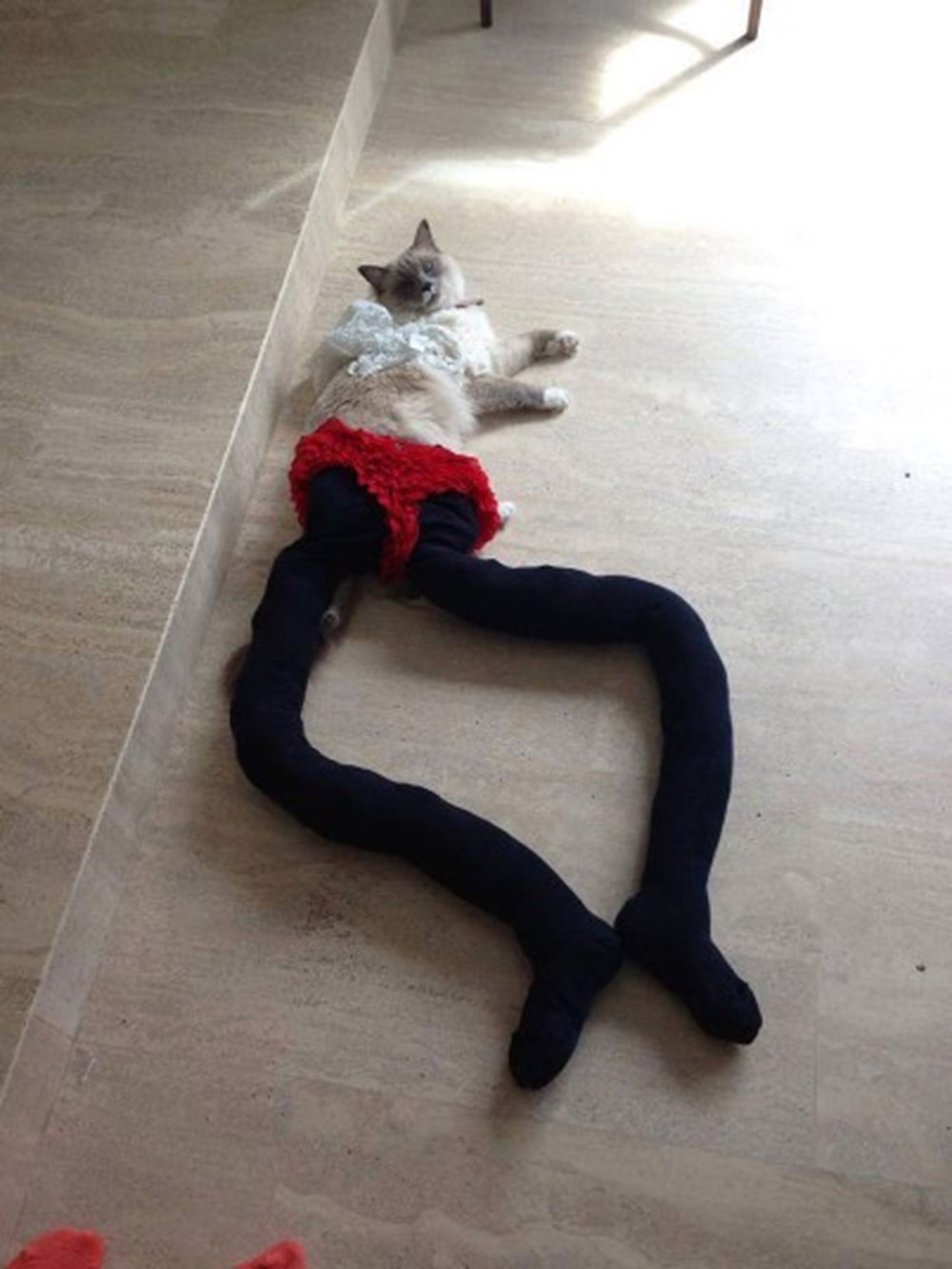 Кошка в труселях
