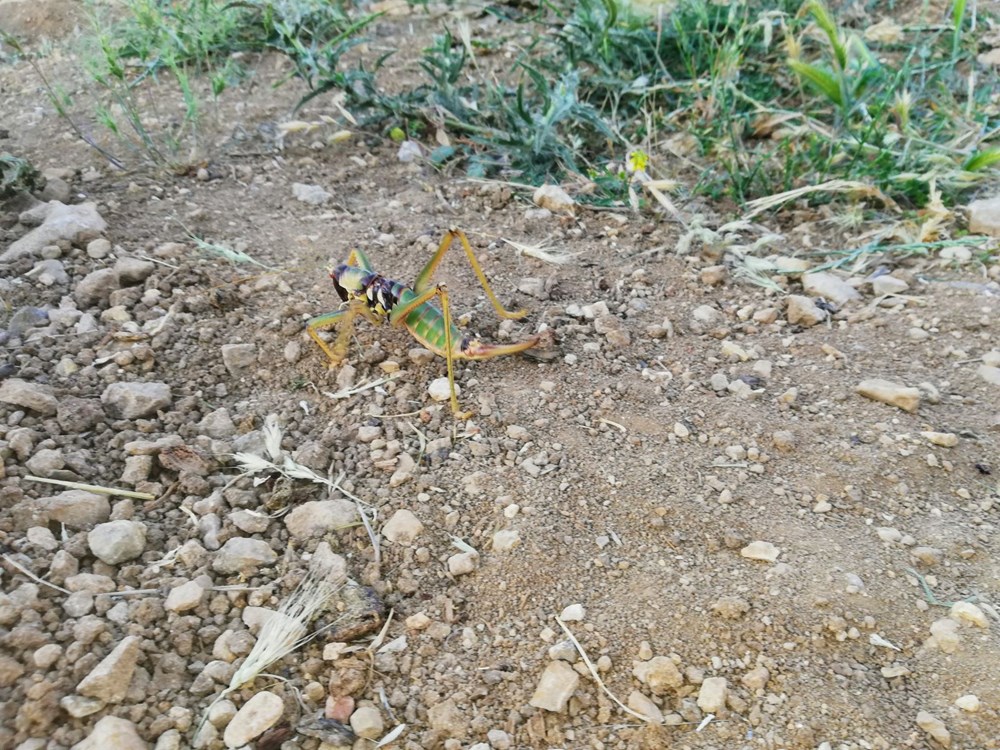 Batman'da etçil çekirge görüldü - 4