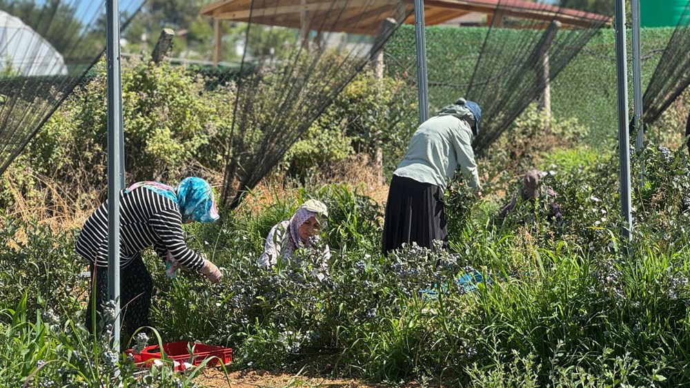 20'den fazla ülkeye ihraç ediliyor: 10-15 yıl önce dikildi, verimi arttı - 1