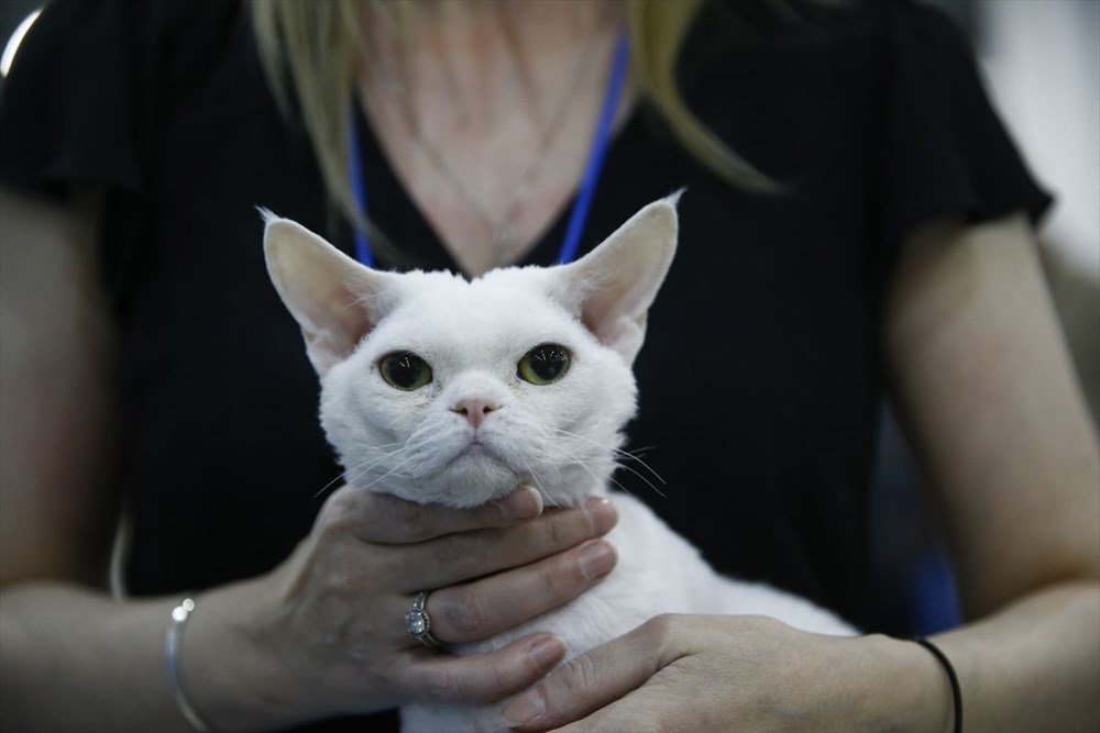 Kedi fuarından renkli fotoğraflar (Catsburg) Magazin Haberleri NTV