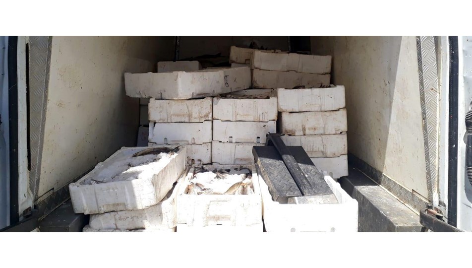 Kahramanmaraş'ta bin 800 kilo kaçak balık ele geçirildi