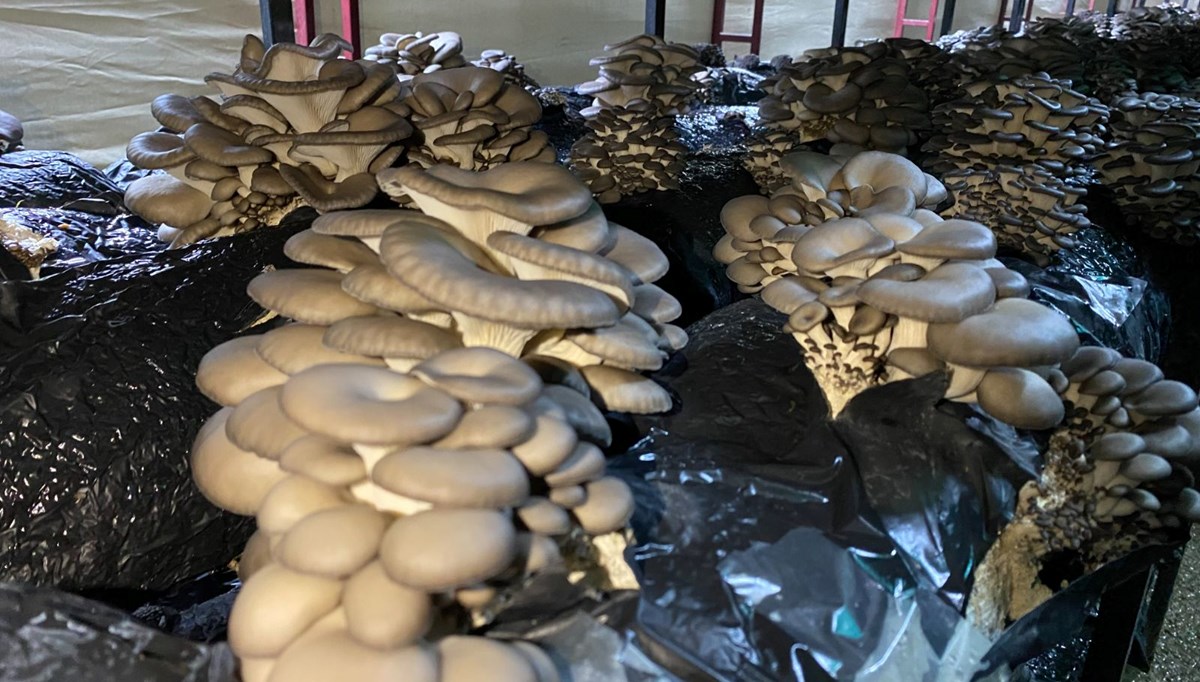 Bahçesine kurduğu çadırlarda 40 ton mantar üretiyor