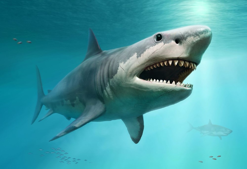 Megalodon köpekbalığının gerçek
boyutları ilk kez ortaya çıkarıldı - 2