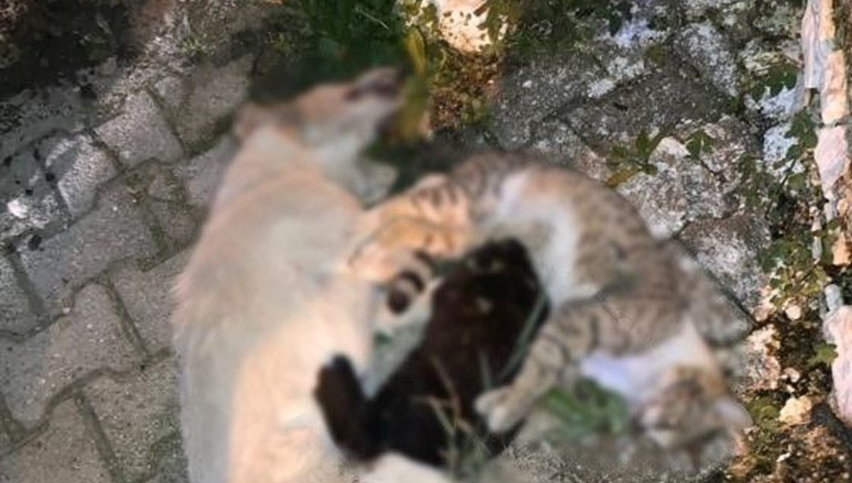 Milas’ta 1 köpek ve 2 kedinin zehirlendiği iddiası Milas’ta 1 köpek ve 2 kedinin zehirlendiği iddiası