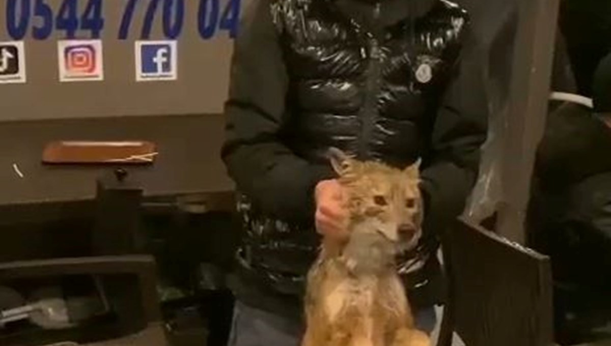 İstanbul Boğazı'nda bu da oldu: Balık tutarken tilki yakaladılar İstanbul Boğazı'nda bu da oldu: Balık tutarken tilki yakaladılar