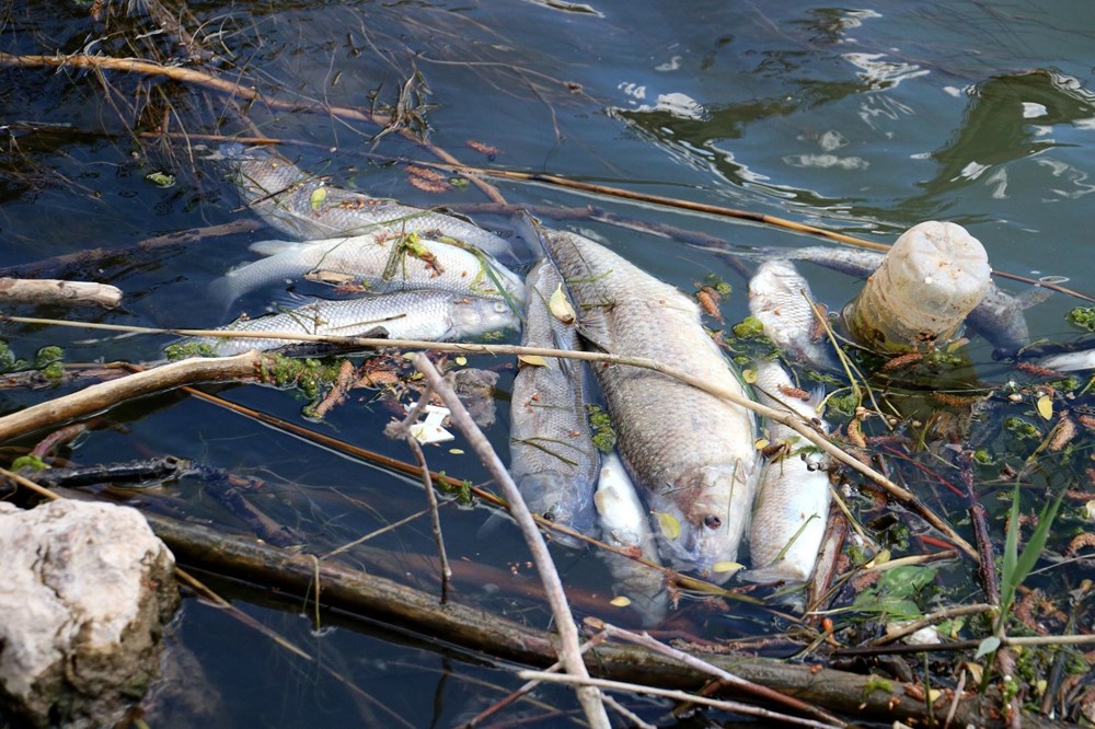 Türkiye’nin en uzun nehri Kızılırmak'ta toplu balık ölümleri - 1