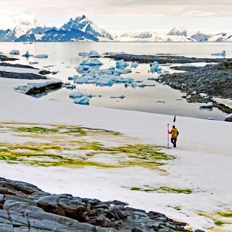 Antartika'daki eriyen yüzey yosun örtüleriyle kaplanıyor - 1