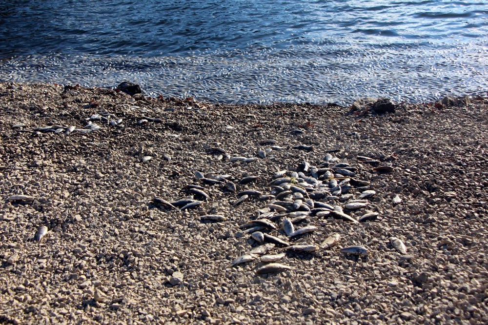 Sünnet Gölü'nde yüzlerce ölü balık kıyıya vurdu - 3