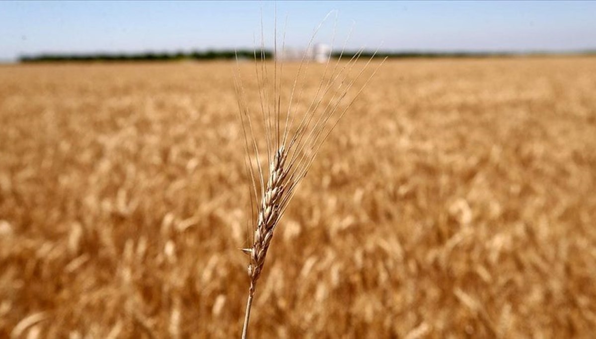 Tahıl krizinin çözümü için ‘kırmızı hat’ kuruldu