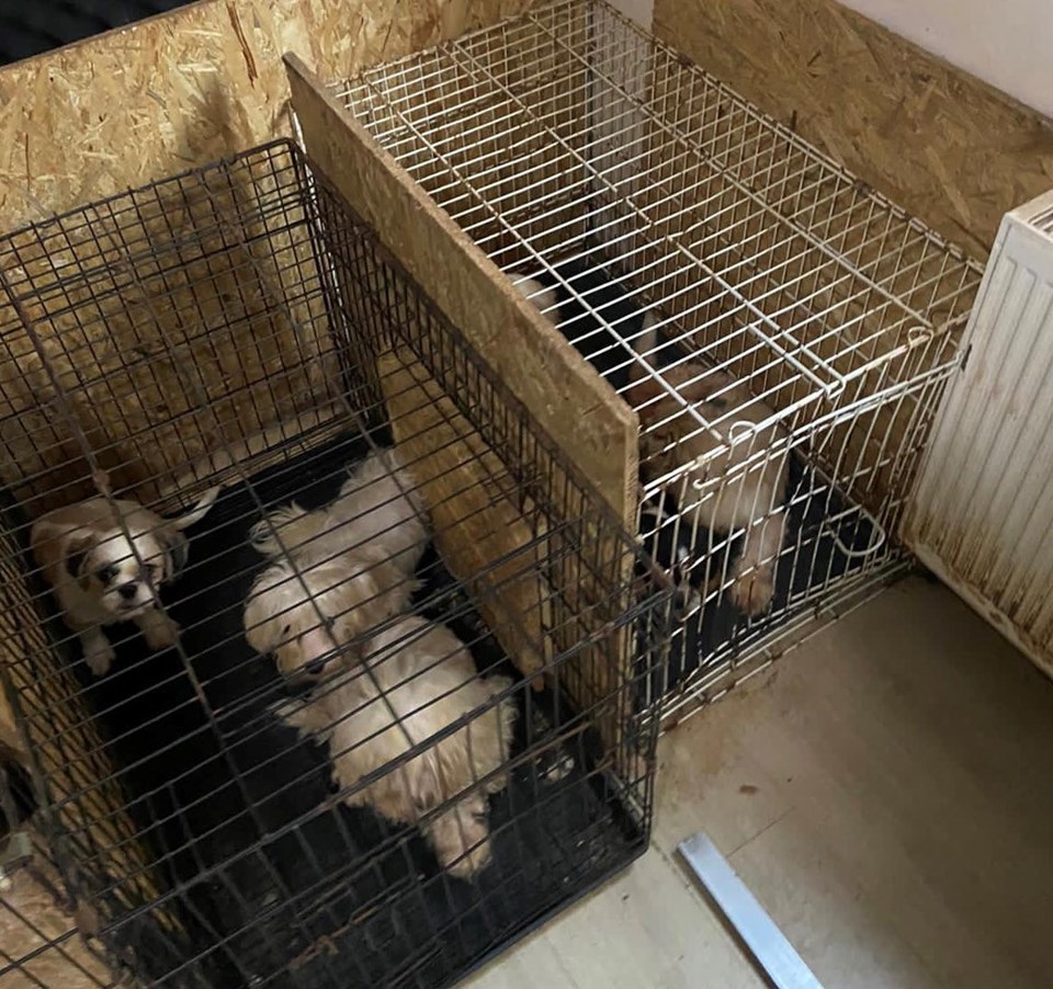 Ankara'da bodrumda bulunan 68 köpek, tedaviye alındı - 2