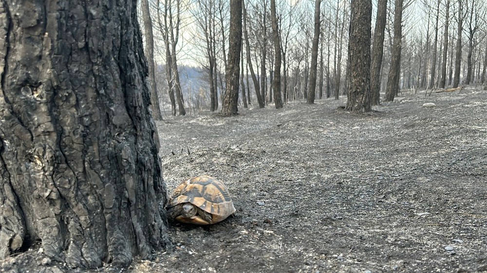 Orman yangınlarında son durum: Büyük ölçüde kontrol altında - 7