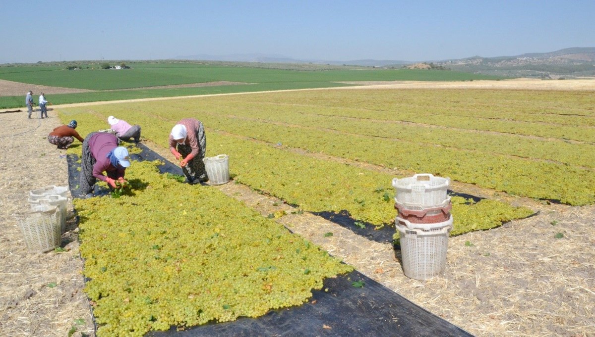Hem hasat hem kurutma başladı: Üretimin yüzde 85'i yapılıyor