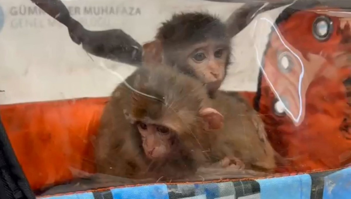 Sınırda operasyon: Yolcu koltuğunun altında bulundular