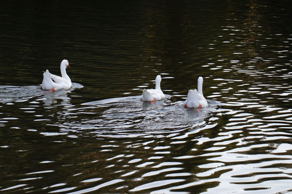 100 bini aşkın kişi ziyaret etti: Limni Gölü pandemide huzurun adresi oldu - 10