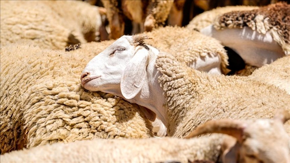 Akika kurban nedir? Akika kurban ne vakit kesilir? 72 Gvto15NwM06h260oiX2AhA