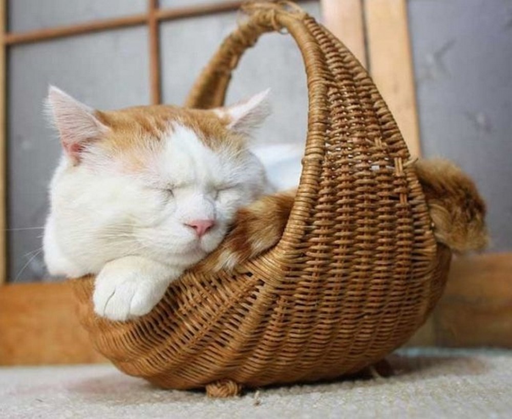 Расслабленный кот. Японский кот Широнеко. Ленивый кот. Самый ленивый кот. Самый ленивый кот в мире.