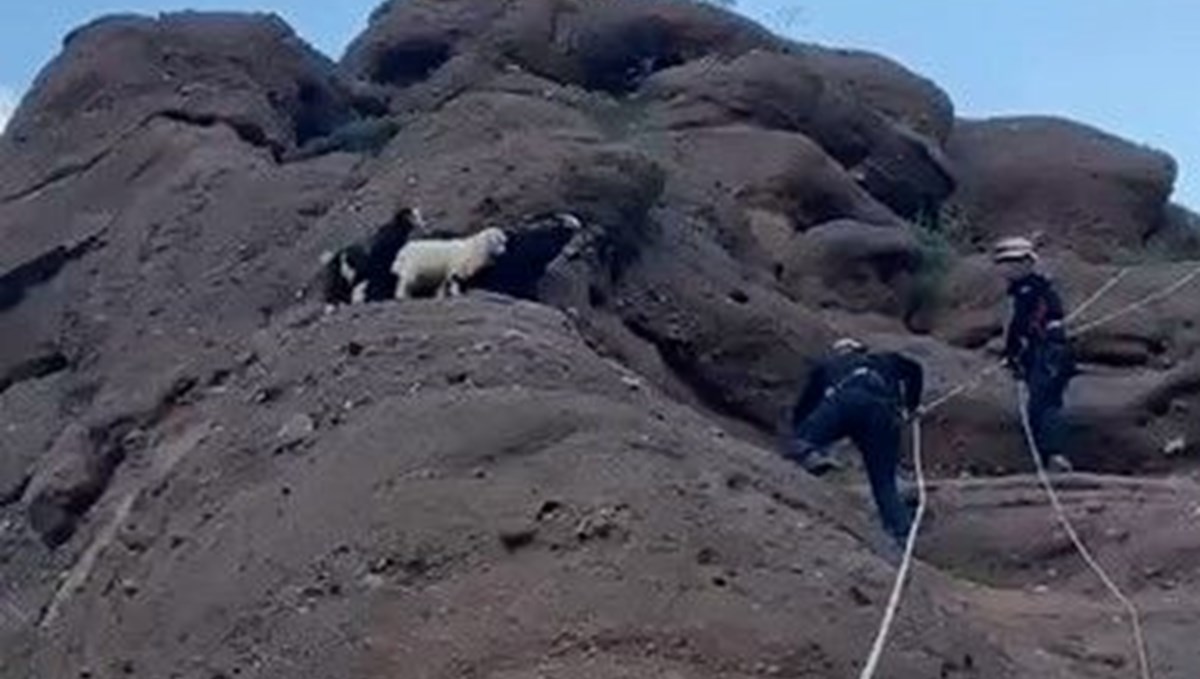 Kayalıkta mahsur kalan yavru oğlakları AFAD ekipleri kurtardı Kayalıkta mahsur kalan yavru oğlakları AFAD ekipleri kurtardı