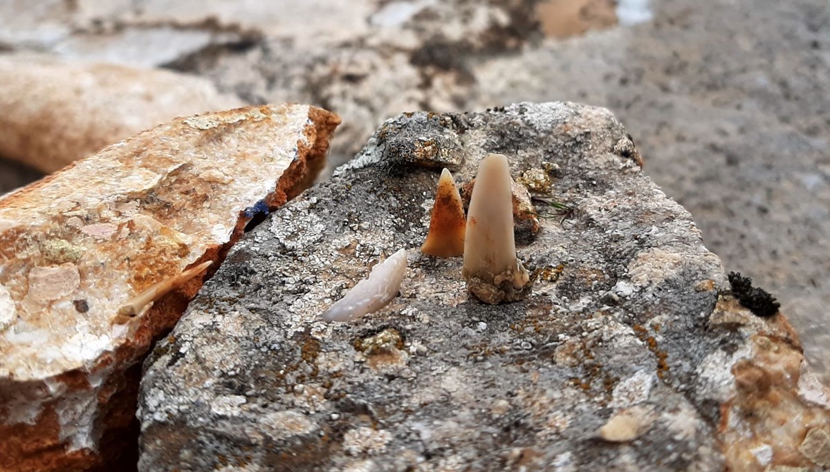 Adıyaman’da milyonlarca yıl öncesine ait balık dişleri bulundu