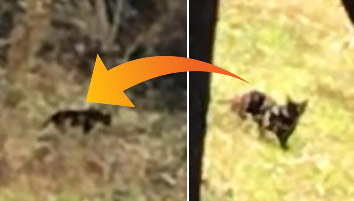 Muş’ta jaguar iddiası: “Hızlıca üzerime geldi, pusuya yattı” Muş’ta jaguar iddiası: “Hızlıca üzerime geldi, pusuya yattı”