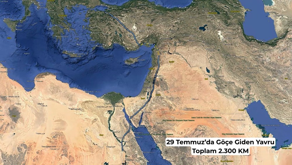 Yaren leylek yavrularından ayrıldı: Biri Mısır'da biri Batı Şeria'da - 3