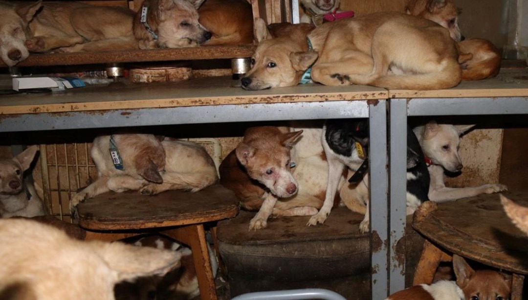 30 metrekarelik evde 164 köpek ile yaşıyorlar NTV
