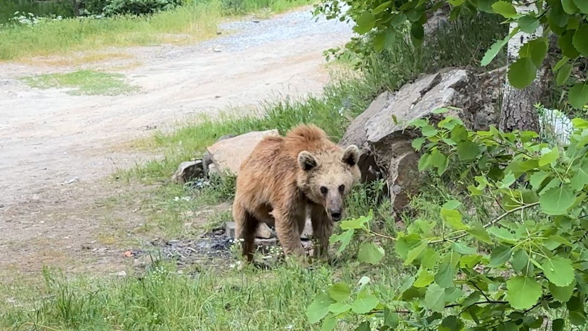 Maskot ayılar herkesin korkulu rüyası oldu