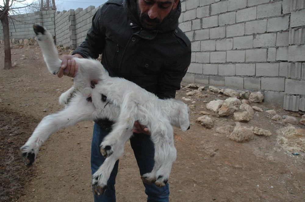 Diyarbakır'da 6 ayaklı doğan kuzu görenleri şaşırtıyor - 2