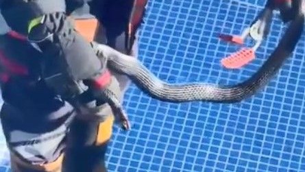 Havuzda 1,5 metrelik yılan paniği