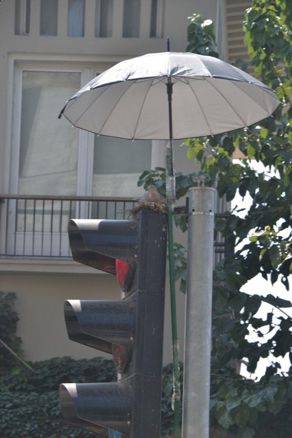 İzmir'de kumruya şemsiyeli koruma - 1