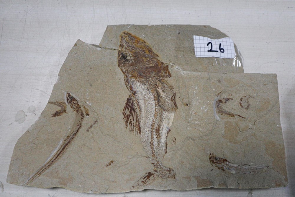 Adnan Oktar'ın kaçak fosilleri 417 milyon yıl öncesine ait çıktı - 5
