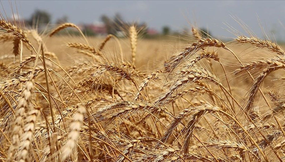 Buğday fiyatları arz endişesiyle yükselişte