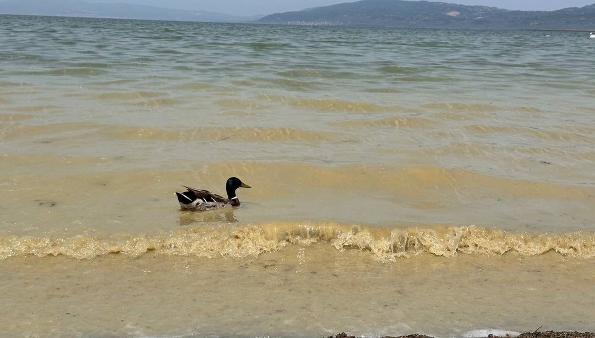 İznik Gölü'nde endişelendiren görüntü: Gün geçtikçe kirleniyor