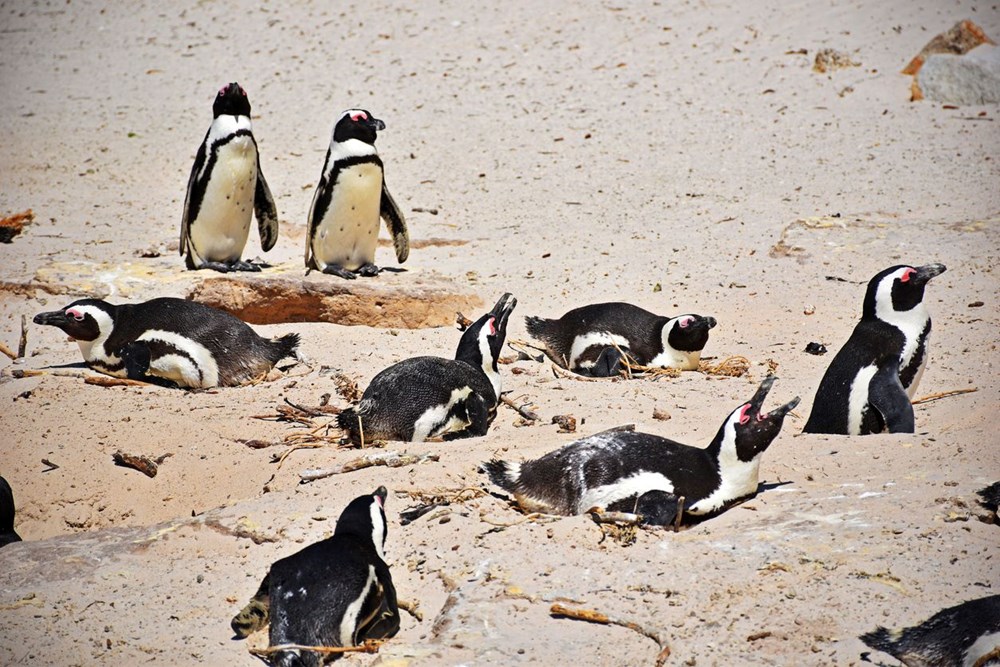Bilim insanları uyardı: Afrika penguenlerinin soyu on yıllar içinde tükenebilir - 2
