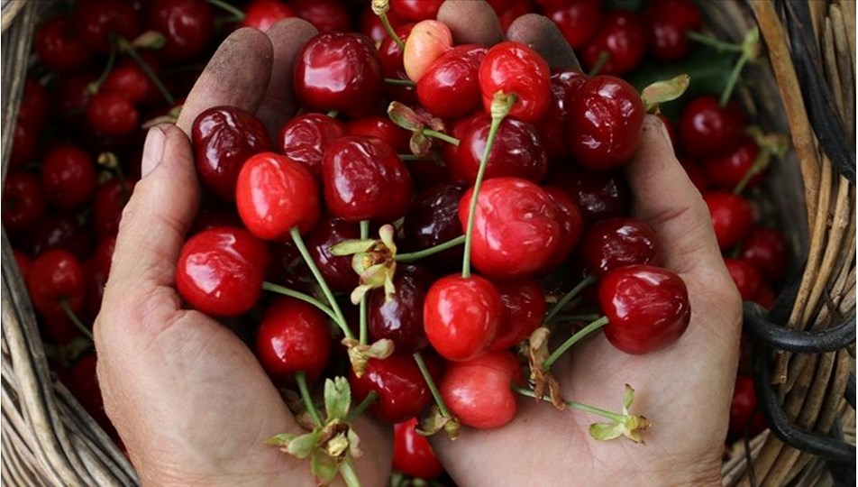 Bursa'da üretilen Keles kirazının coğrafi işaret tescili yapıldı | N-Life