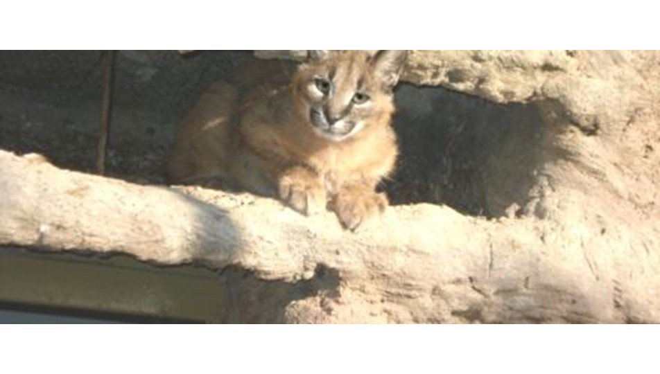 Yabani kedi koruma altında