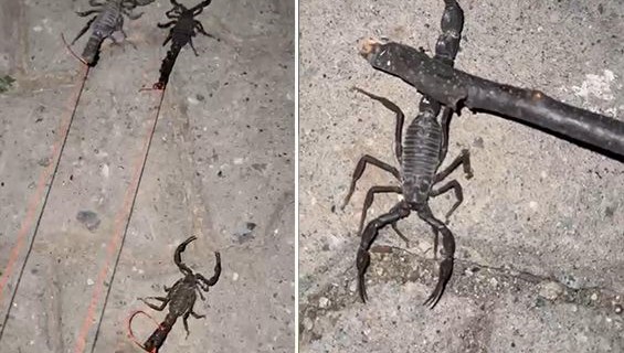 Batman'da akrep istilası