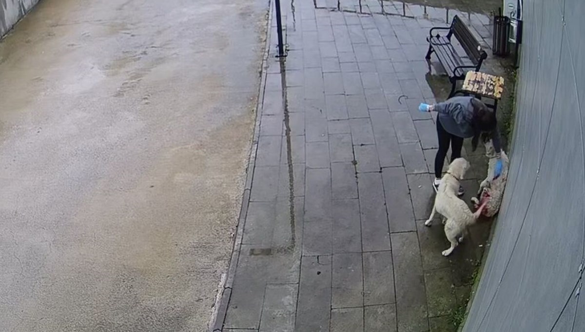 Tüfekle vurulan köpek hastaneye sığındı Tüfekle vurulan köpek hastaneye sığındı