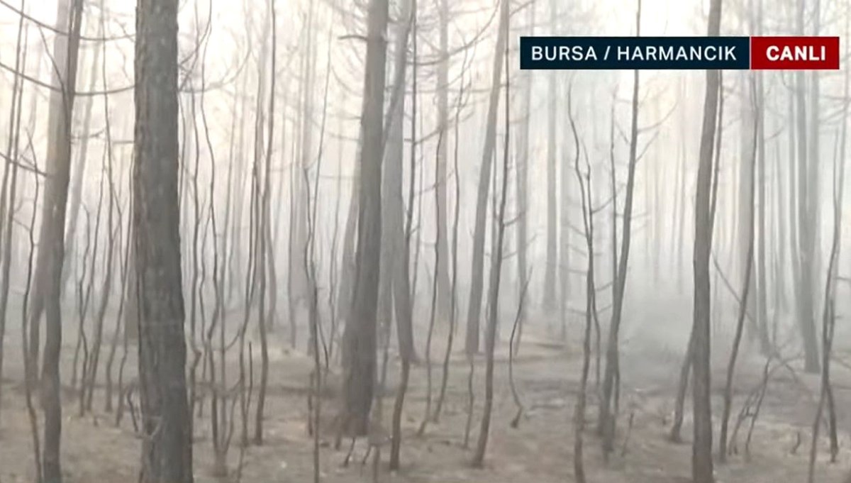 NTV Bursa'da yanan ormanları görüntüledi