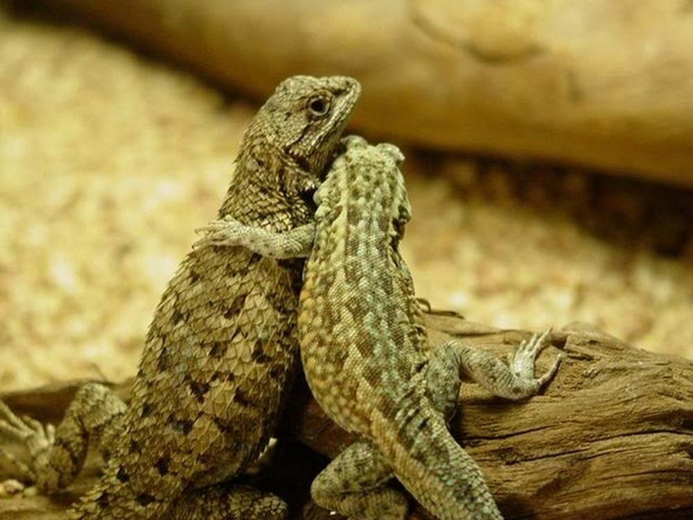 Две ящерицы. Два ящера. Два ящера. 2 ящерицы обнимаются. Два ящера.