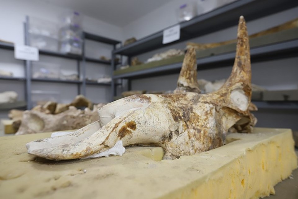 Kayseri'de fosil kazı çalışmalarında bulunan üç toynaklı at iskeleti ayağa kaldırıldı - 1